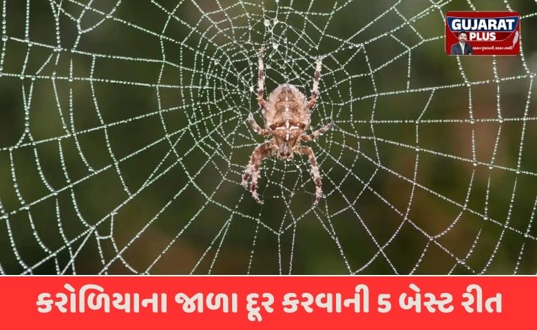 ઘરમાં વારંવાર થઈ જાય છે કરોળિયાના જાળા? આ 5 રામબાણ ઉપાયોથી હંમેશા માટે મળશે છુટકારો