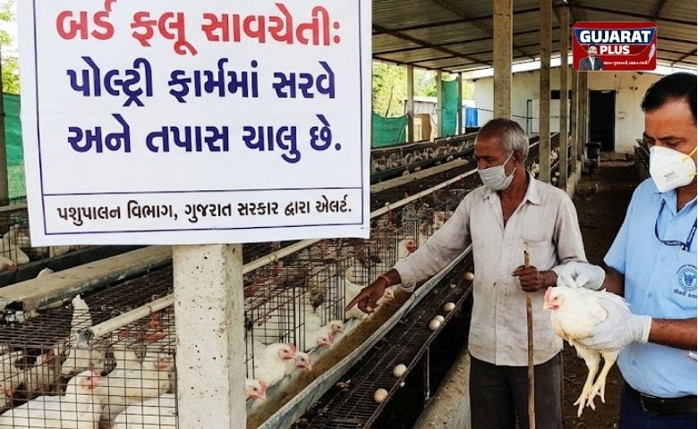 ગુજરાતમાં બર્ડ ફ્લૂ નું જોખમ: મહારાષ્ટ્રમાં કેસ વધતા સરકાર એલર્ટ, પોલ્ટ્રી ફાર્મમાં તપાસ શરૂ
