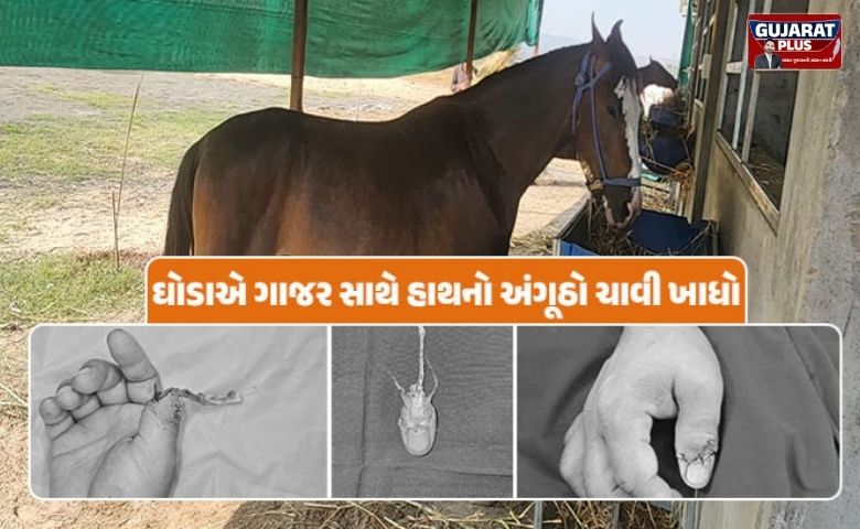 સુરતમાં અનોખી ઘટના: ઘોડાને ગાજર ખવડાવવા જતાં માલિકનો અંગૂઠો ચાવી ગયો, 4 કલાકની સર્જરી બાદ ડોક્ટરોએ ચમત્કાર કર્યો!