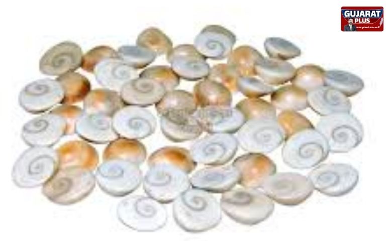 Gomati Chakra Upay: વેપાર અને નોકરીમાં પ્રગતિ અપાવશે આ નાનો પથ્થર, જાણો ગોમતી ચક્ર ના ચમત્કારી ઉપાયો