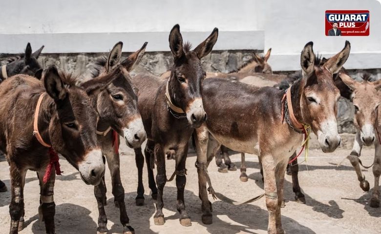 donkey
