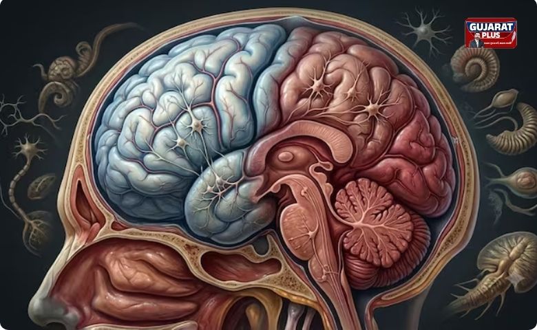 Human Brain